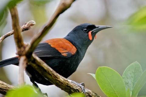 South Island Saddleback (Philesturnus carunculatus), Stewart Island, New Zealand