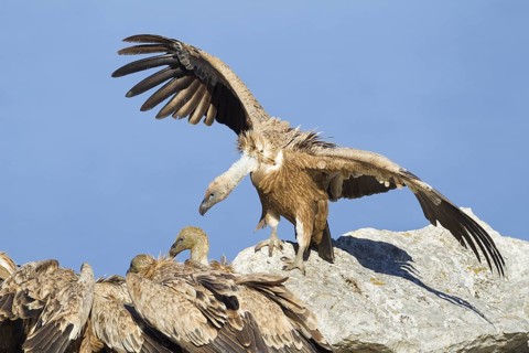 Griffon Vulture (Gyps fulvus), Mallorca, Spain