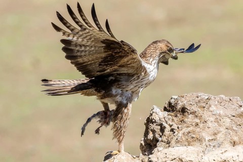 Bonelli's Eagle (Aquila fasciata) male with prey, Andalusia, Spain