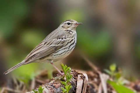 Olive-backed Pipit - Waldpieper - Anthus hodgsoni ssp. yunnanensis, Russia