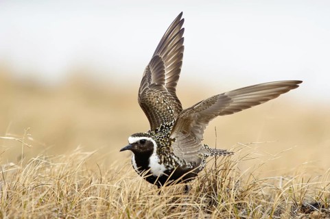 American Golden Plover (Pluvialis dominica), Alaska, USA