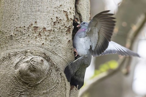 Stock Dove (Columba oenas), North Rhine-Westphalia, Germany