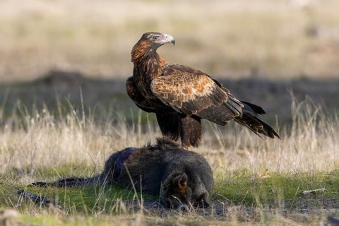 Wedge-tailed Eagle (Aquila audax) on the carcass of a Swamp Wallaby (Wallabia bicolor), Victoria,