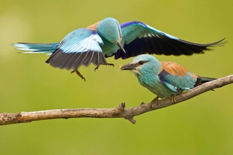 European Roller (Coracias garrulus) pair, Subotica, Serbia