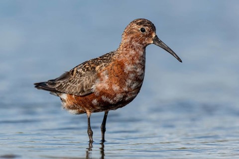 Curlew Sandpiper (Calidris ferruginea), Schleswig-Holstein, Germany