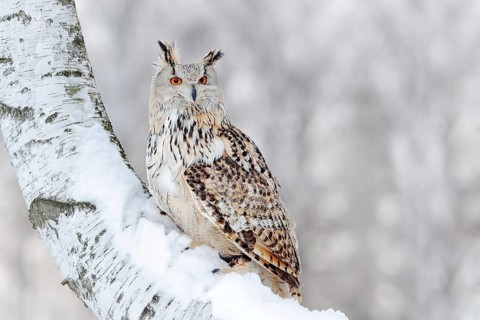 Winter scene with Big Eastern Siberian Eagle Owl, Bubo bubo sibiricus, sitting in the birch tree