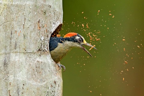 Bird cleaning nest hole. Woodpecker from Costa Rica, Black-cheeked Woodpecker, Melanerpes