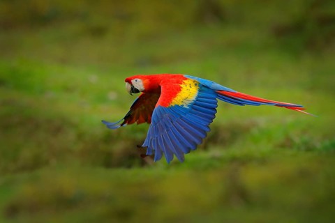 Red parrot in forest. Macaw parrot flying in dark green vegetation. Scarlet Macaw, Ara macao, in