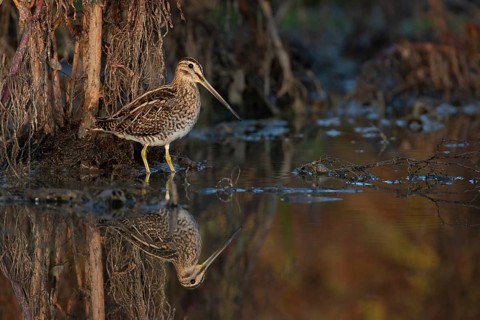 Common Snipe (Gallinago gallinago) foraging, Saxony, Germany