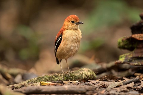 Blue-headed Pitta (Hydrornis baudii) female, Sabah, Malaysia