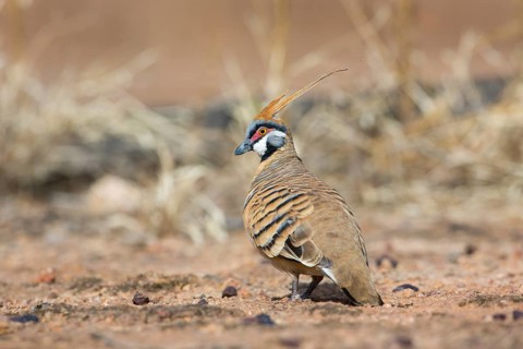 Spinifex Pigeon (Geophaps plumifera) perched on the ground, Queensland, Australia