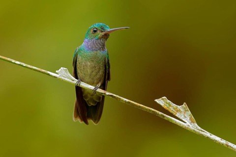 Charming Hummingbird, Amazilia decora, bird feeding sweet nectar from flower pink bloom.