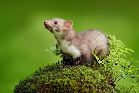 Beautiful cute forest animal. Beech marten, Martes foina, with clear green background. Small