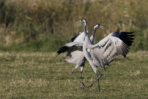 Common Crane (Grus grus) mating, Mecklenburg-Western Pomerania, Germany
