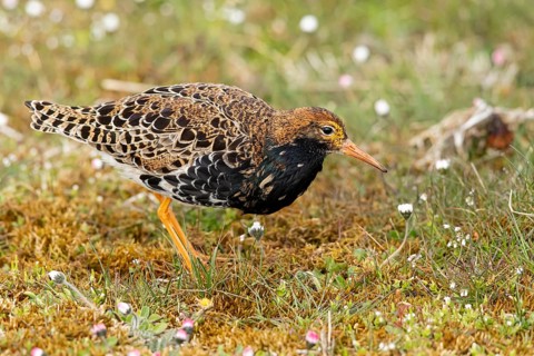 Ruff (Calidris pugnax) male, Oeland, Sweden