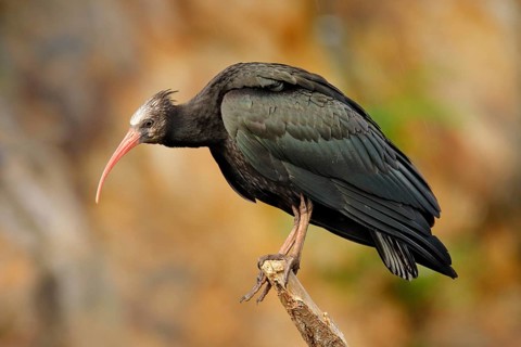 Bald Ibis Geronticus eremita, exotic bird in the nature habitat, evening sun light, during sunset,