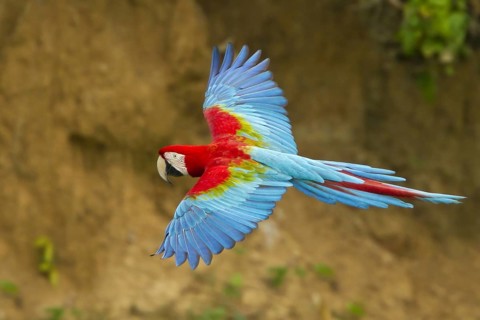 Red-and-green Macaw (Ara chloropterus) flying, Manu National Park, Peru