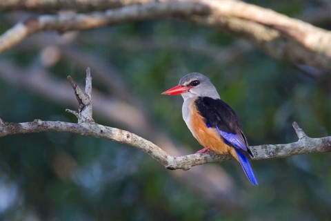 Grey-headed Kingfisher (Halcyon leucocephala), Masai Mara, Kenya