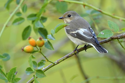 European Pied Flycatcher (Ficedula hypoleuca) female, Andalusia, Spain