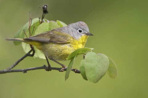 Nashville Warbler (Leiothlypis ruficapilla), British Columbia, Canada