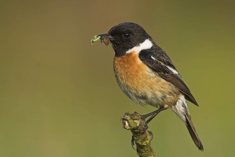 European Stonechat (Saxicola rubicola) male, Rhineland-Palatinate, Germany