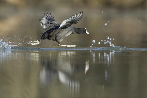 Eurasian Coot (Fulica atra) flying, Saxony, Germany