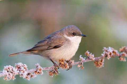 Lesser Whitethroat (Sylvia curruca), Baden-Wuerttemberg, Germany