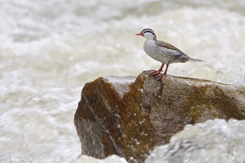 Torrent Duck (Merganetta armata) male, Ecuador
