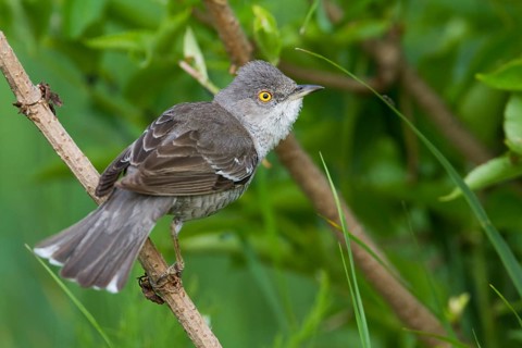 Barred Warbler (Sylvia nisoria), Hungary