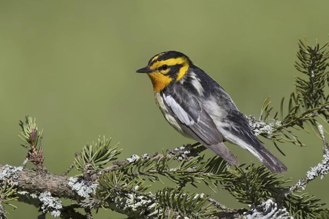 Blackburnian Warbler (Setophaga fusca), New York, USA