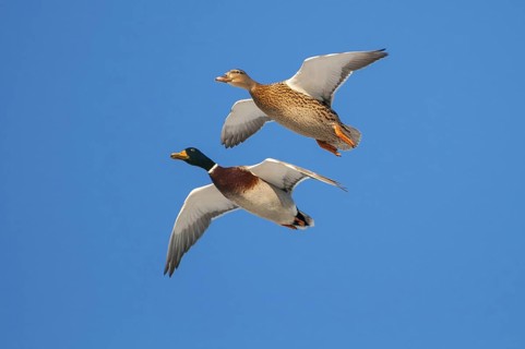 Mallard (Anas platyrhynchos) pair flying, Lower Saxony, Germany