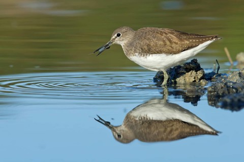 Green Sandpiper (Tringa ochropus) foraging, Tuscany, Italy