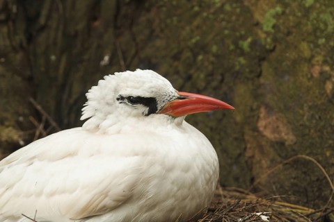 Red-tailed Tropicbird (Phaethon rubricauda), Hawaii, USA
