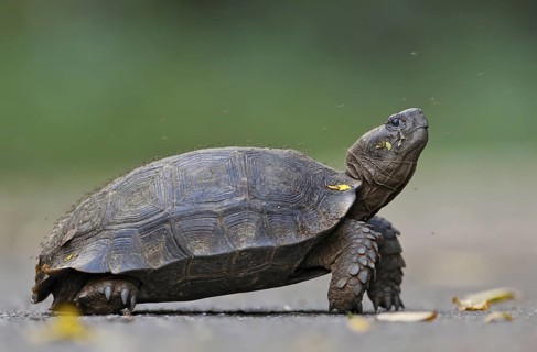Asian Forest Tortoise (Manouria emys) adult covered with countless mosquitos, Kaeng Krachan