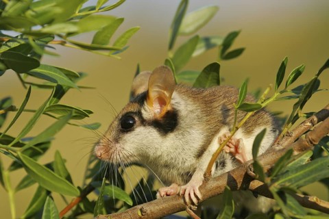 Garden Dormouse (Eliomys quercinus) adult climbing in vegetation, Andalusia, Spain