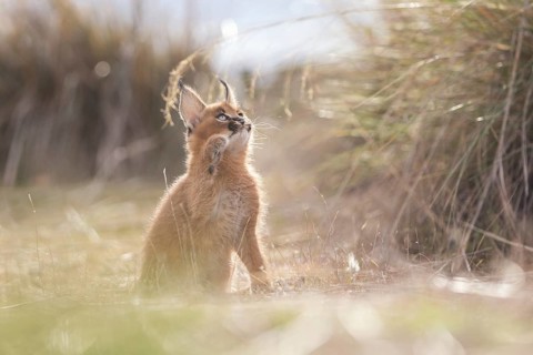 Caracal (Caracal caracal) cub playing with grass stalk, Castile-La Mancha, Spain