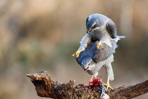 Northern Goshawk (Accipiter gentilis) pair mating, Zaragoza, Spain