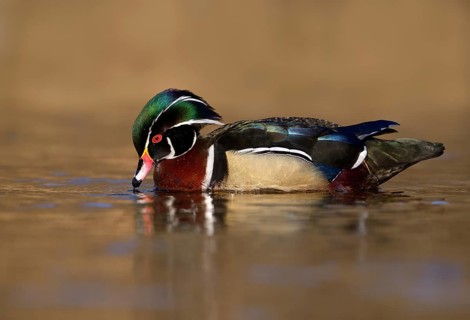 Wood Duck Male (Aix sponsa) - Victoria BC, Canada