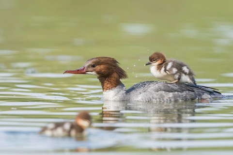 Gaensesaeger (Mergus merganser) Common Merganser
