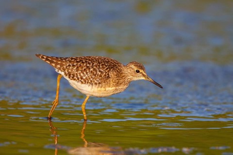 Wood Sandpiper (Tringa glareola), Greece