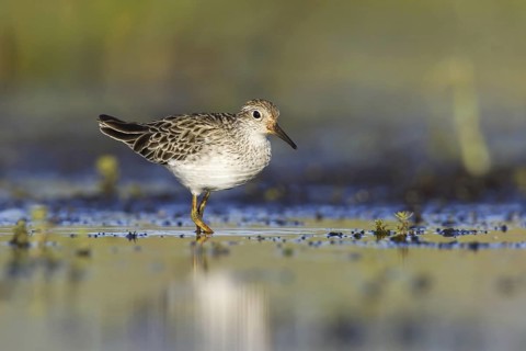 Sharp-tailed Sandpiper (Calidris acuminata), Victoria, Australia