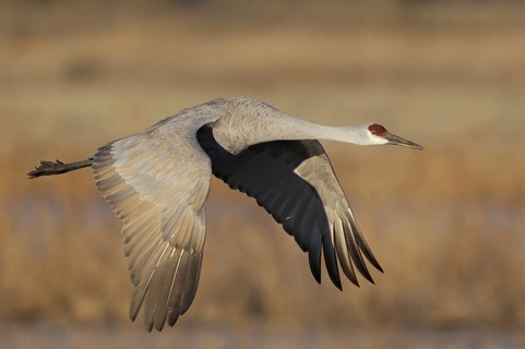 Sandhill Crane (Antigone canadensis) flying, New Mexico, USA