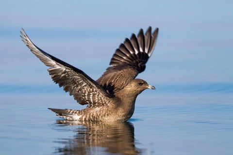 Long-tailed Jaeger (Stercorarius longicaudus), Baden-Wuerttemberg, Germany