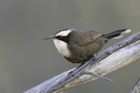 Hall's Babbler (Pomatostomus halli), Queensland, Australia