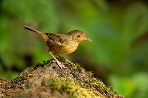 Buff-breasted Babbler (Pellorneum tickelli), Pahang, Malaysia