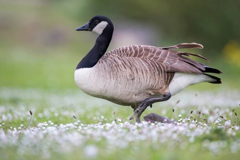 Canada Goose (Branta canadensis), Newcastle, United Kingdom