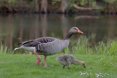 Graugans, lat. Anser anser, Altvogel mit einem Küken auf einer Wiese grasend