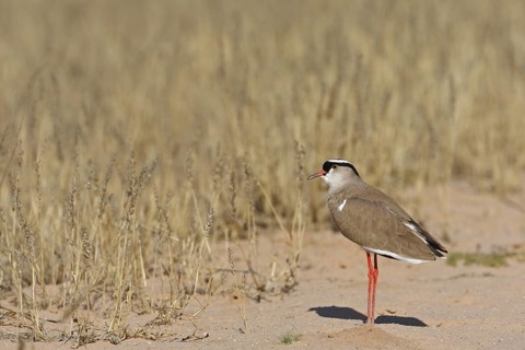 Crowned Lapwing (Vanellus coronatus), Northern Cape, South Africa