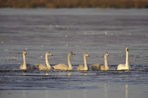 Whooper Swan (Cygnus cygnus), Lower Saxony, Germany