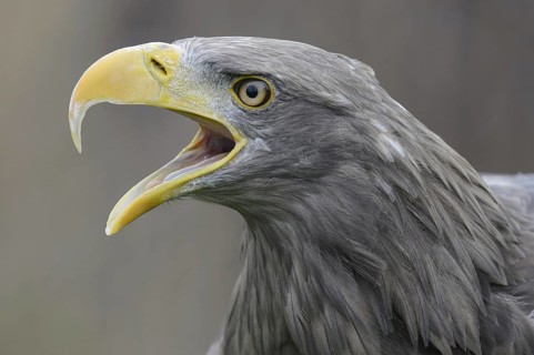 White-tailed Eagle (Haliaeetus albicilla) calling, Lower Saxony, Germany